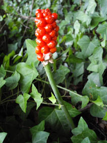 Arum maculatum